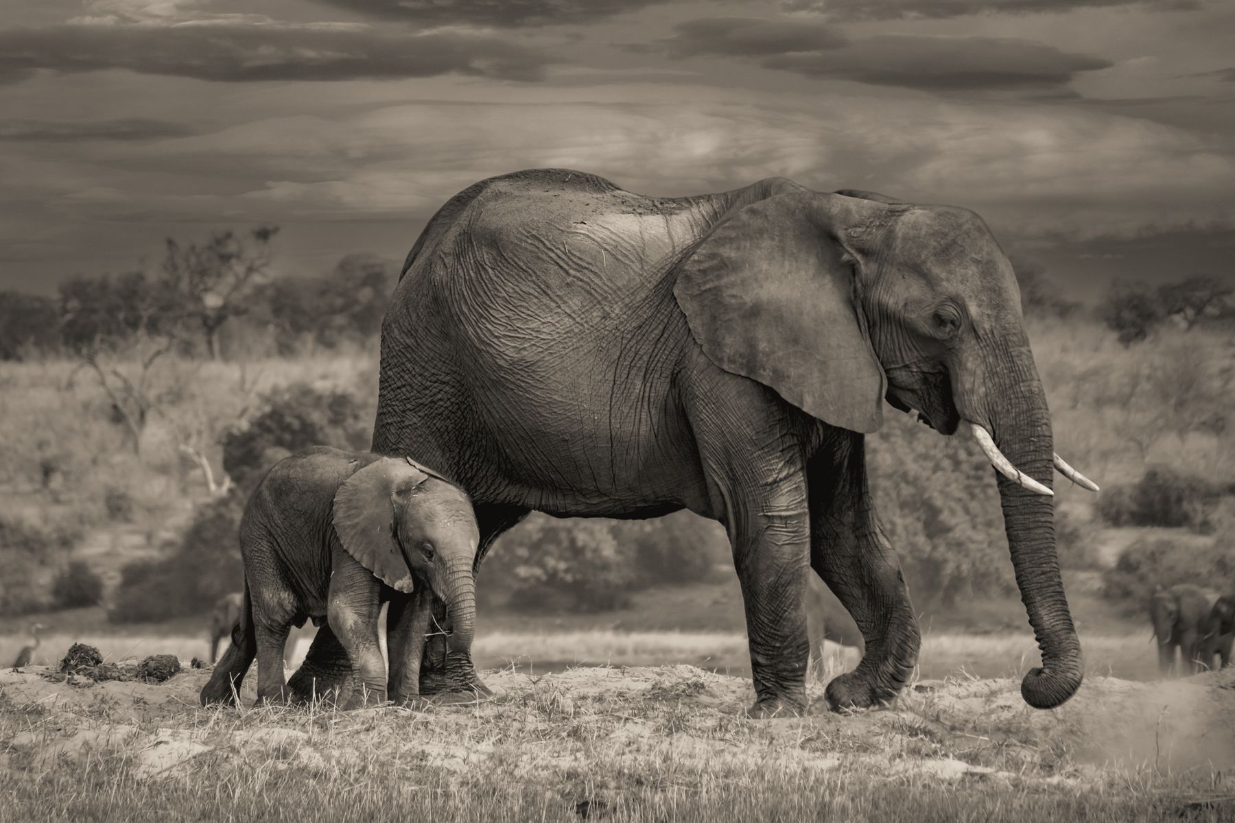 Hide & Seek With an Elephant